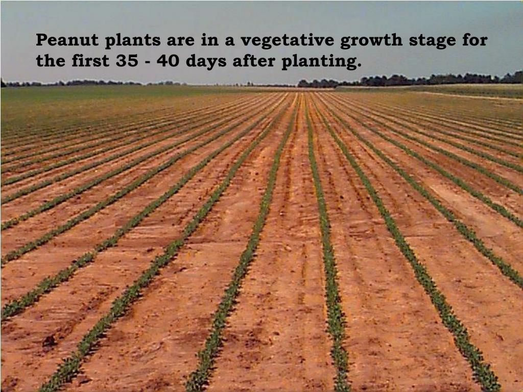 PPT PEANUT GROWTH & DEVELOPMENT PowerPoint Presentation, free