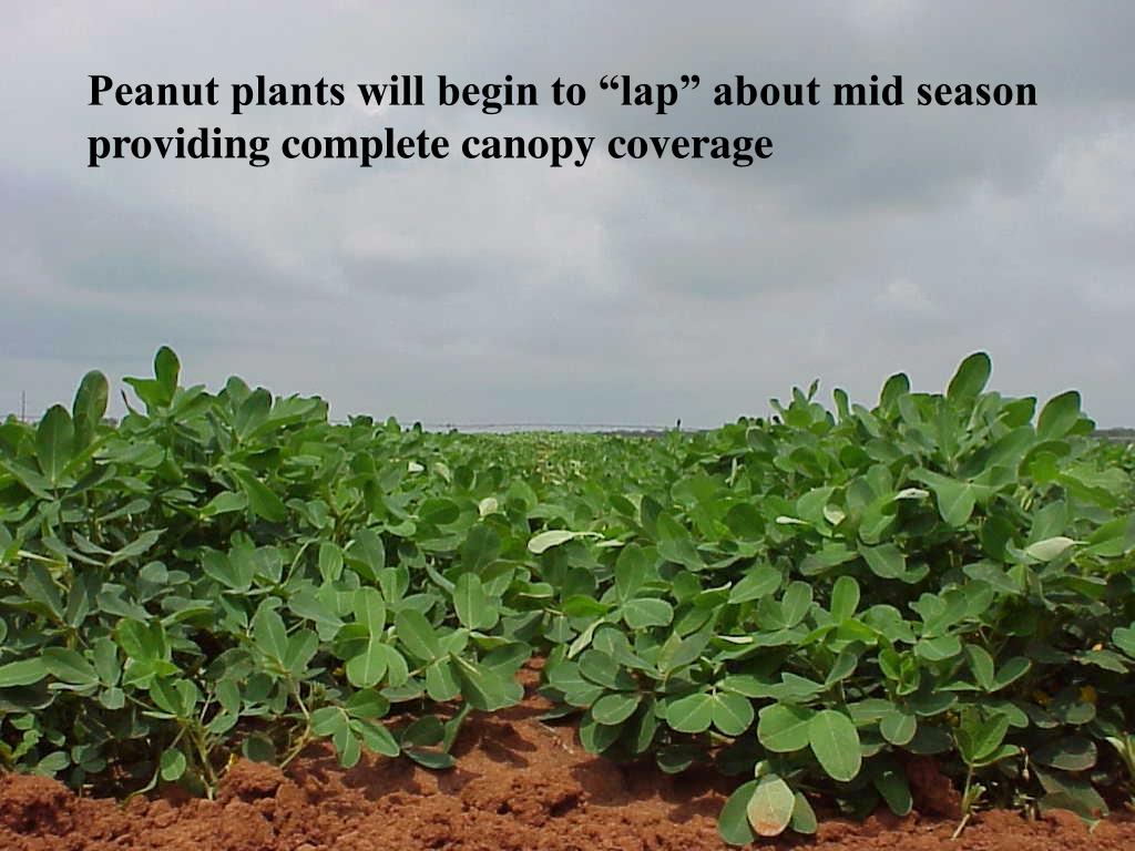 PPT PEANUT GROWTH & DEVELOPMENT PowerPoint Presentation, free