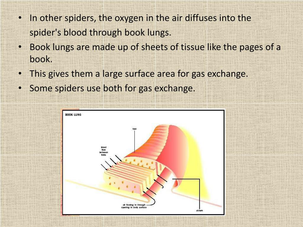PPT 16.2 Arthropods PowerPoint Presentation, free download ID4833941