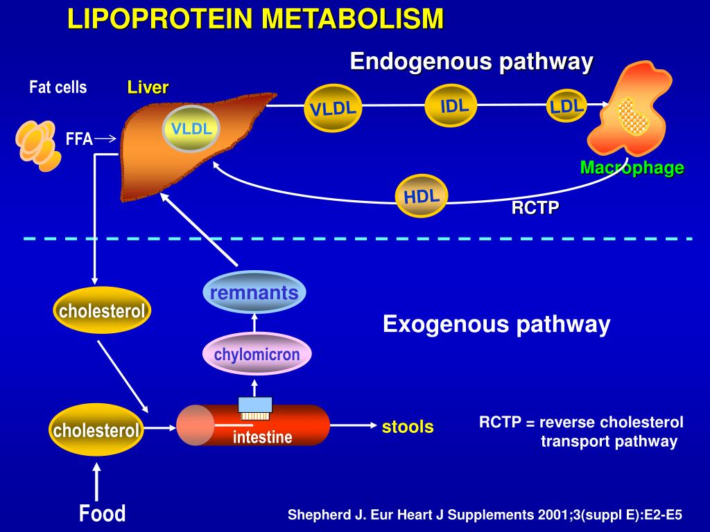 PPT LIPID METABOLISM IN THYROID DISEASE PowerPoint Presentation, free