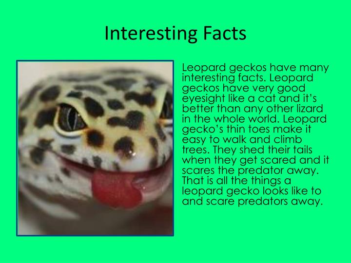 PPT Leopard Gecko PowerPoint Presentation ID4836826