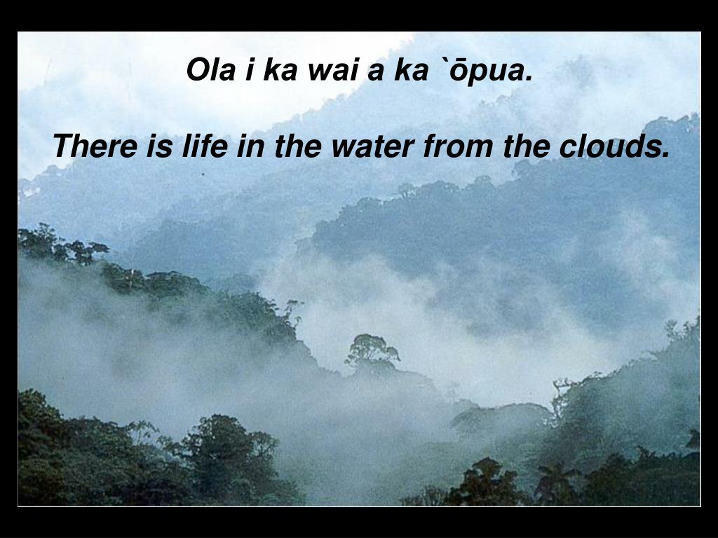 PPT Cloud Forest Dynamics at Alakahi , Kohala , Hawai ` i PowerPoint Presentation ID4841235