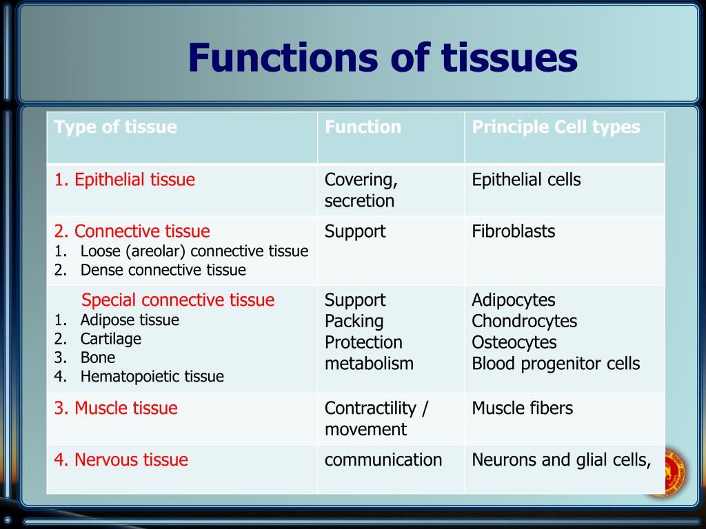 PPT The multicellular organism PowerPoint Presentation, free download