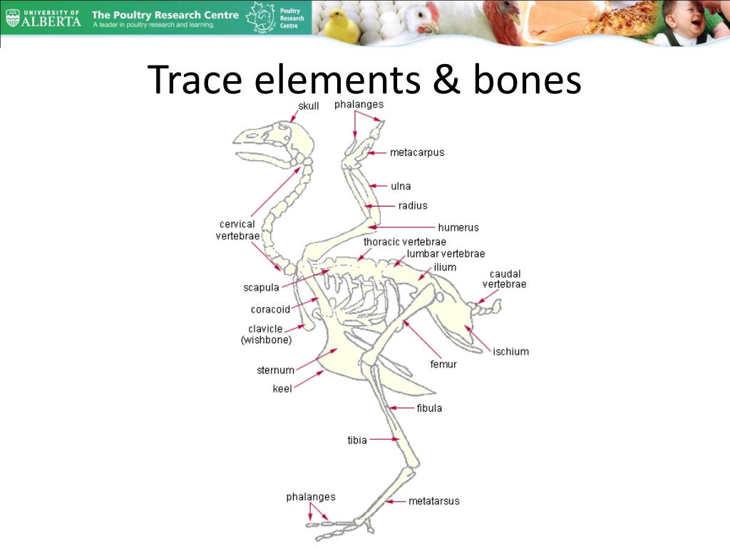 PPT Trace element nutrition and bone metabolism PowerPoint