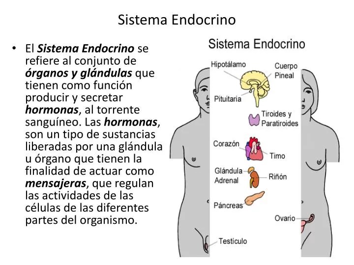 PPT Sistema Endocrino PowerPoint Presentation, free download ID4846037