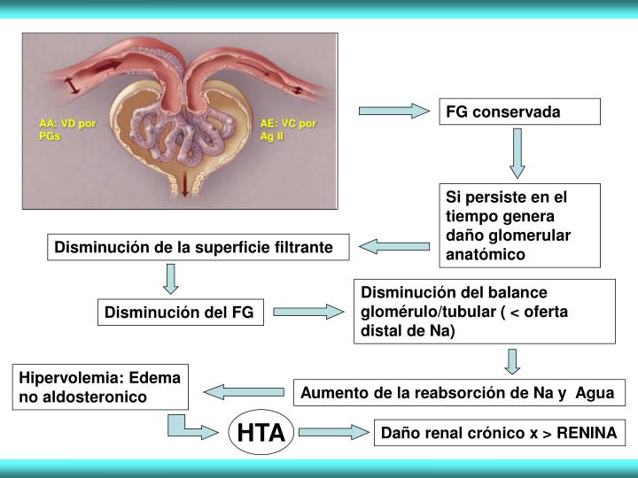 PPT Proteinuria y Hematuria PowerPoint Presentation ID4846314