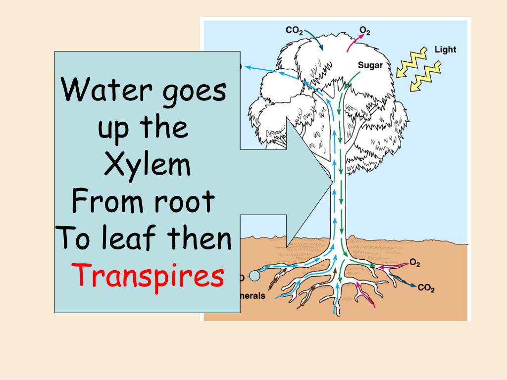 PPT Transport in Plants PowerPoint Presentation, free download ID