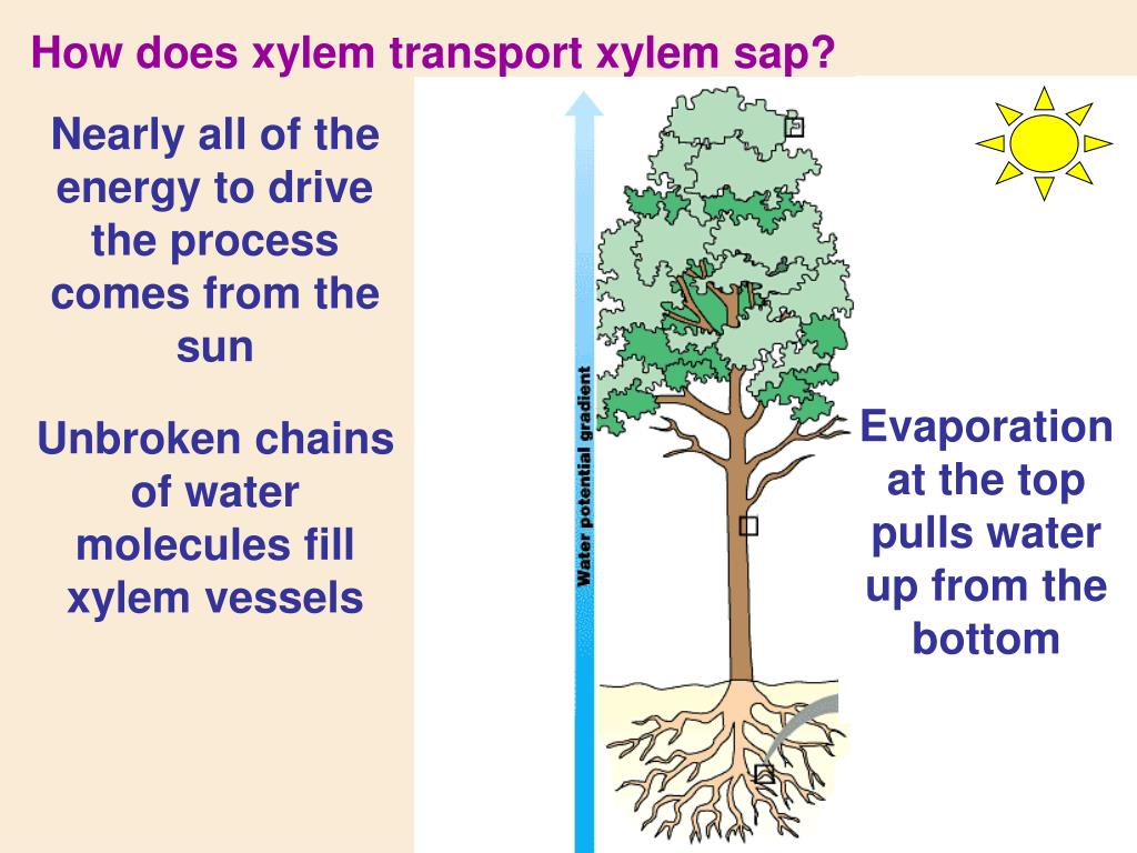 PPT Transport in Plants PowerPoint Presentation, free download ID