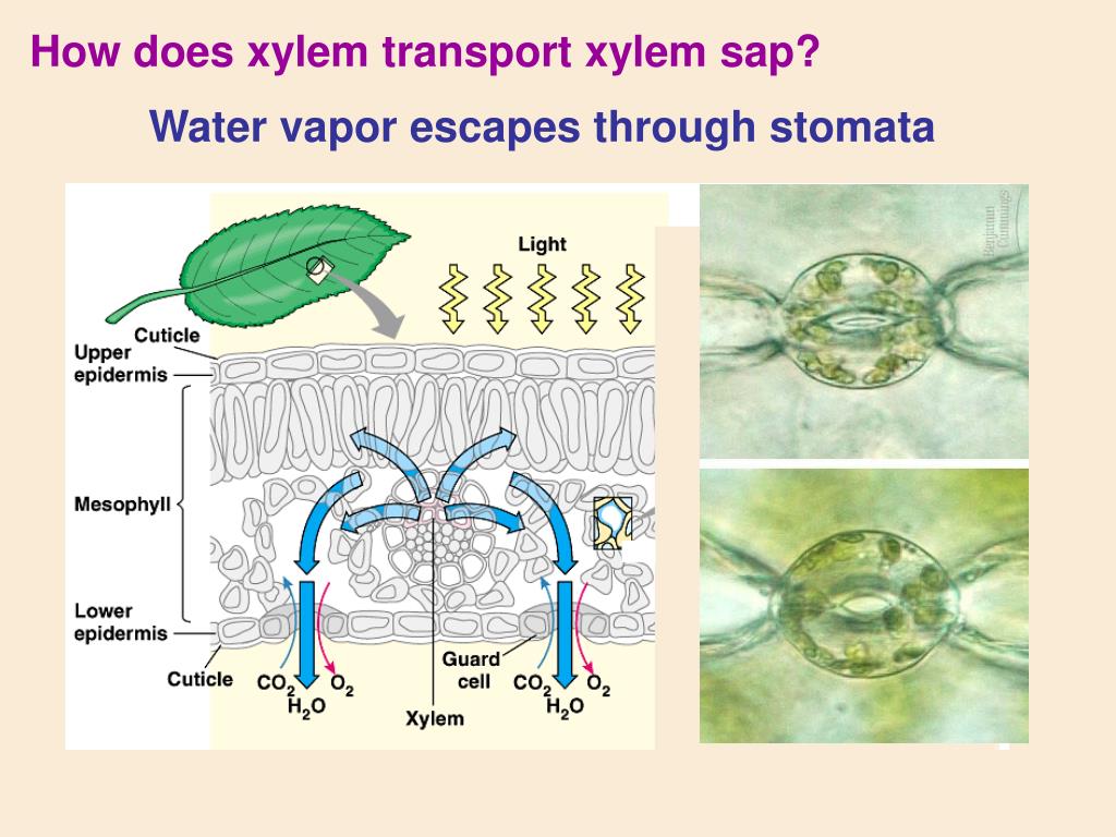 PPT Transport in Plants PowerPoint Presentation, free download ID