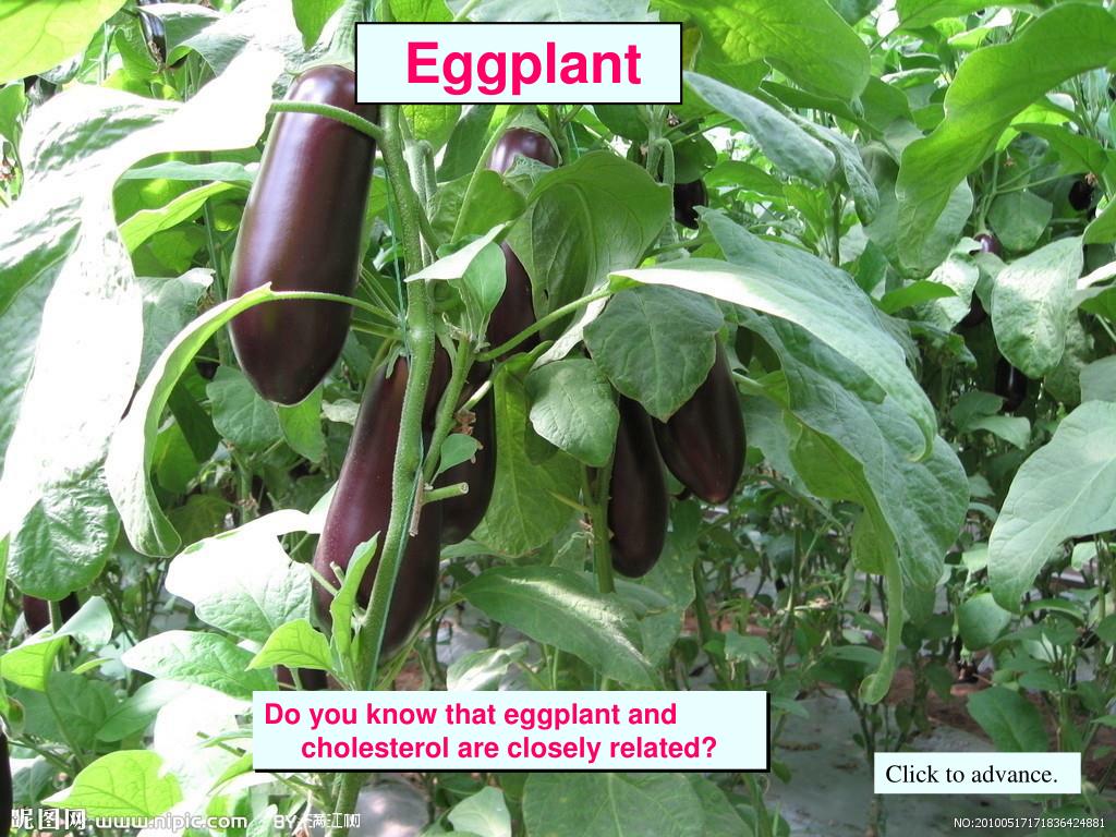 PPT Do you know that eggplant and cholesterol are closely related