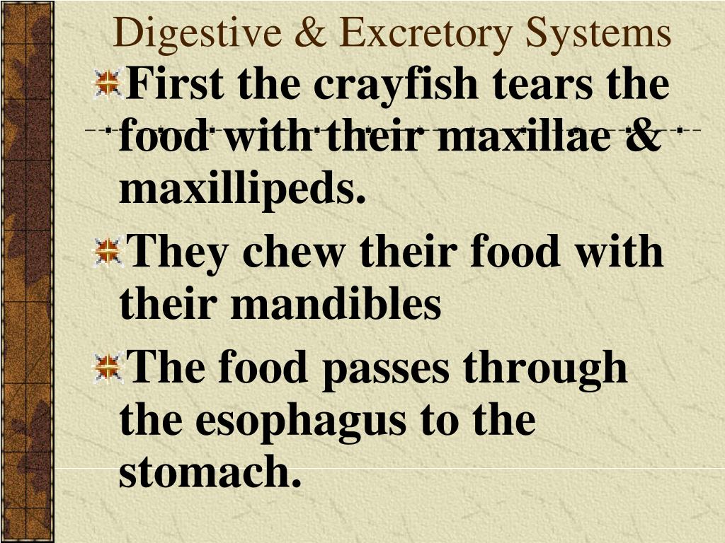 PPT Ch. 36 Arthropods PowerPoint Presentation ID4851173