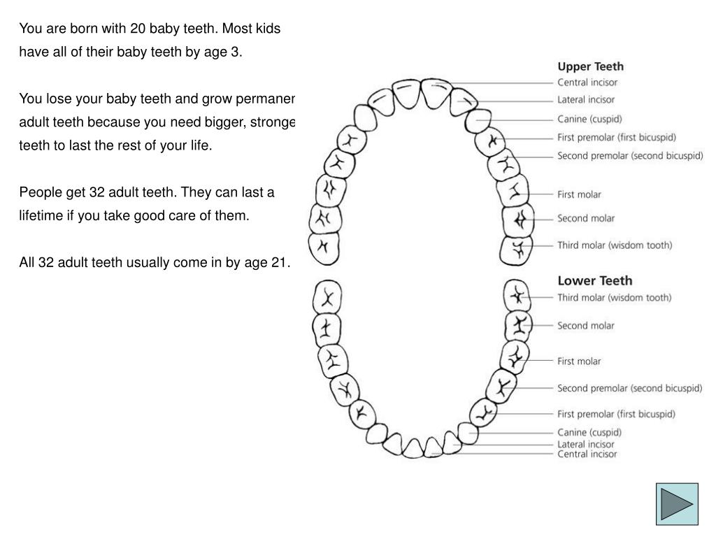 PPT You are born with 20 baby teeth. Most kids have all