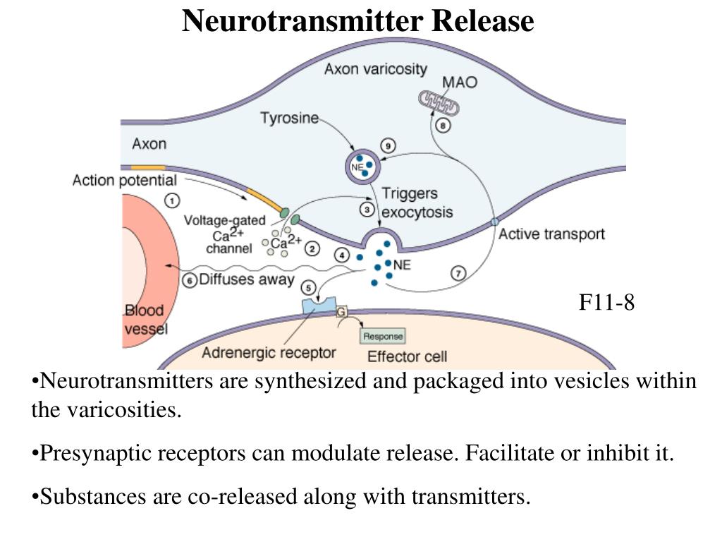 PPT Lecture 9 Autonomic Nervous System PowerPoint Presentation, free