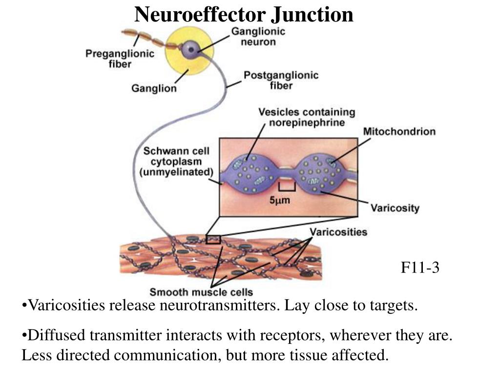 PPT Lecture 9 Autonomic Nervous System PowerPoint Presentation, free
