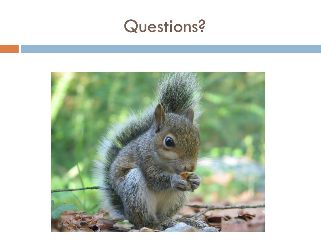 PPT Squirrel Pox PowerPoint Presentation, free download ID4865299