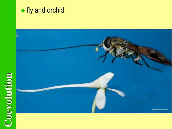 PPT Coevolution PowerPoint Presentation ID4866053