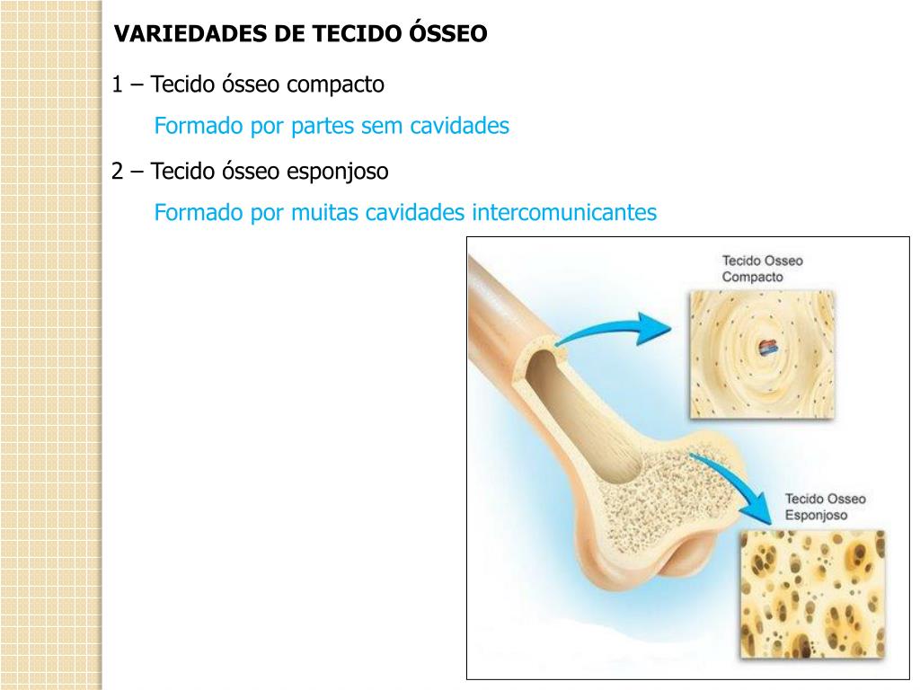 PPT HISTOLOGIA TECIDO ÓSSEO PowerPoint Presentation, free download
