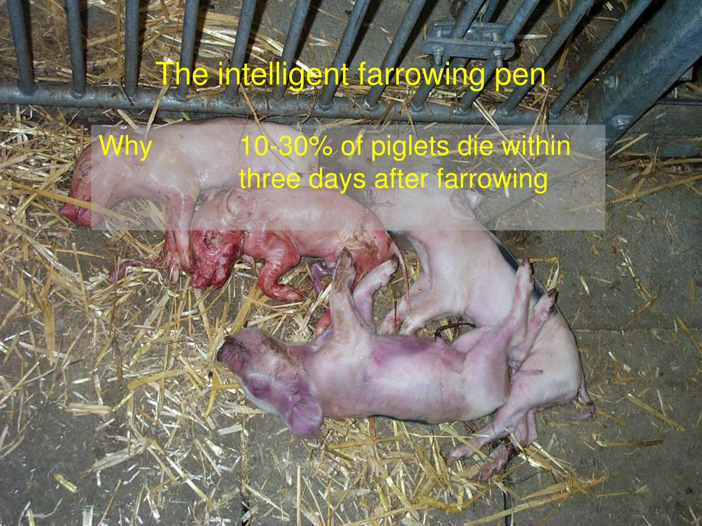 PPT The intelligent farrowing pen PowerPoint Presentation, free download ID4873997