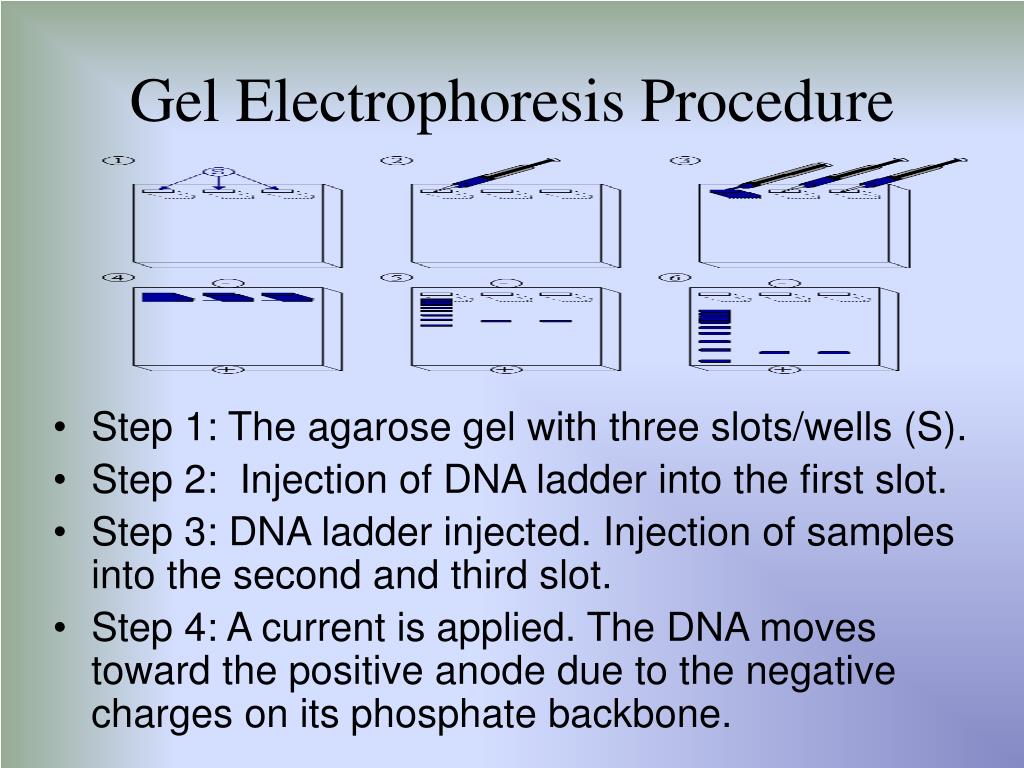 PPT PCR, Gel Electrophoresis, and Southern Blotting PowerPoint