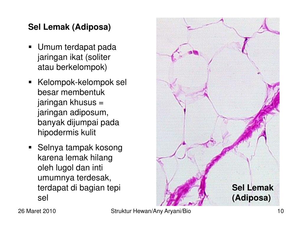 PPT JARINGAN IKAT PowerPoint Presentation, free download ID4877193