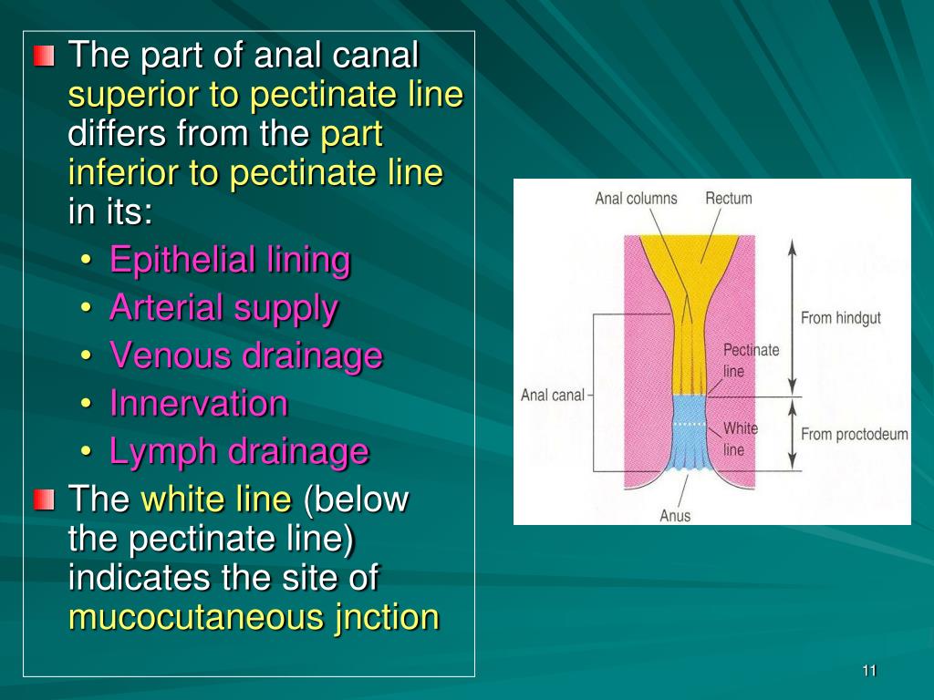 PPT ANAL CANAL, ANAL TRIANGLE AND ISCHIORECTAL FOSSA PowerPoint