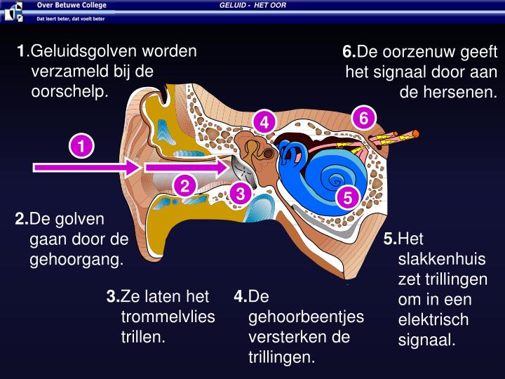PPT Hoe werkt het oor. PowerPoint Presentation ID4885219