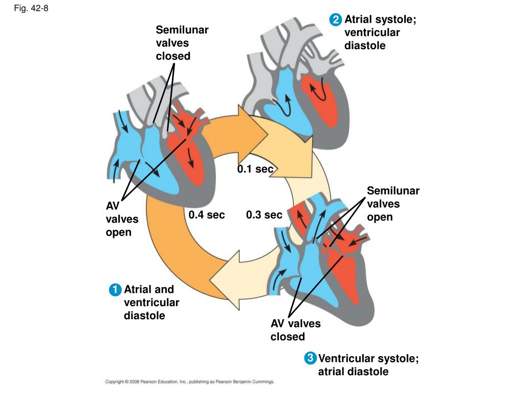 PPT Chapter 42 PowerPoint Presentation, free download ID4886816