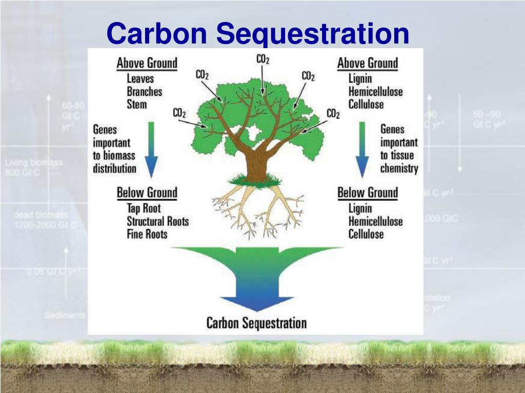 PPT Carbon Sequestration PowerPoint Presentation, free download ID4887433