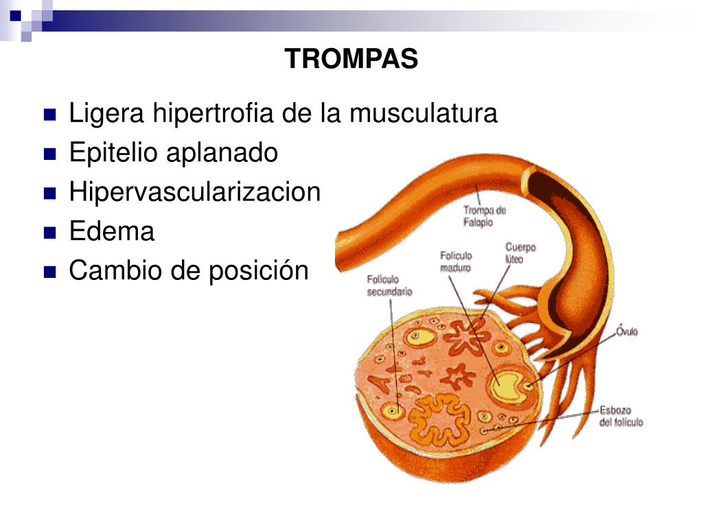 PPT MODIFICACIONES GRAVIDICAS PowerPoint Presentation, free download