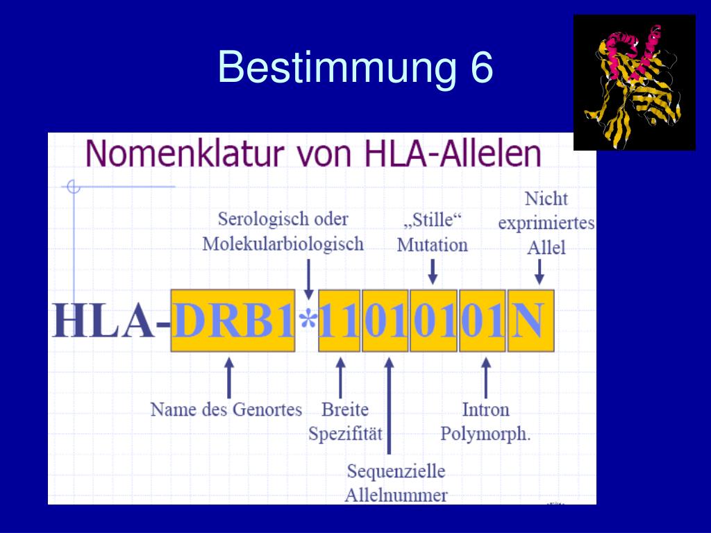 PPT H L A PowerPoint Presentation, free download ID4896217