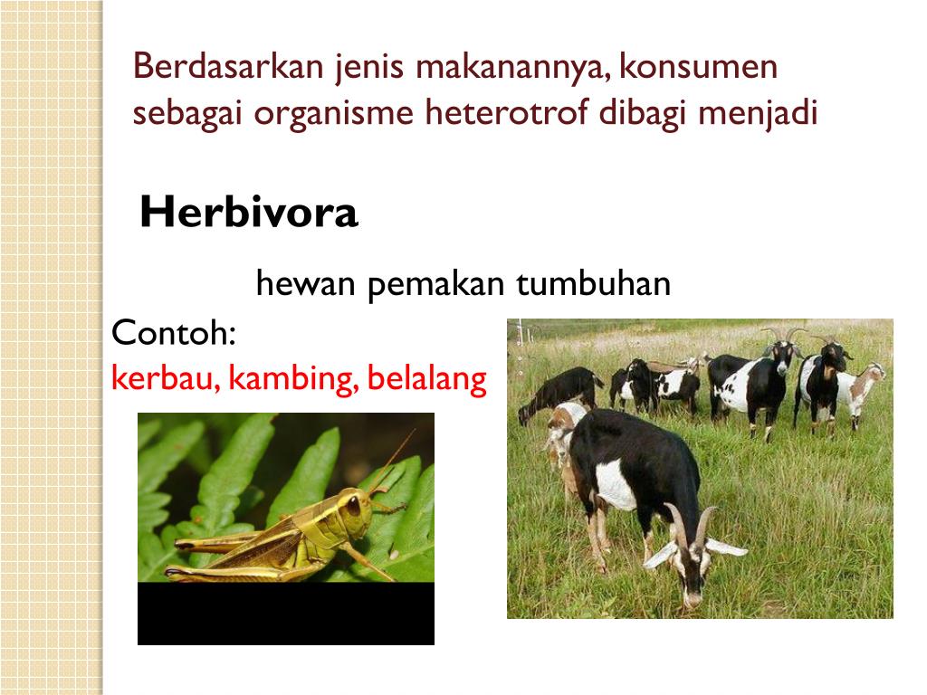 PPT Ekosistem PowerPoint Presentation, free download ID4907224