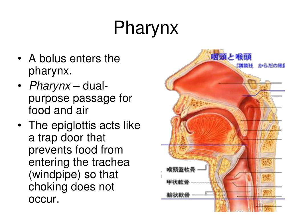 PPT - The Digestive System By: D. Reis PowerPoint Presentation, free