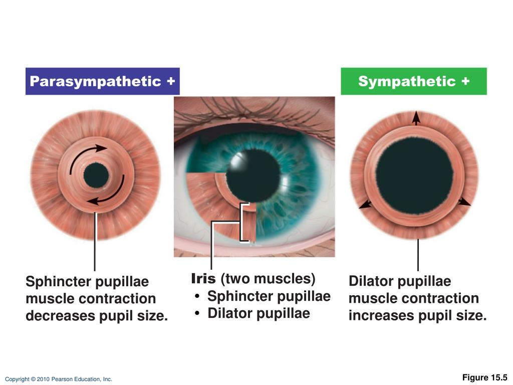 PPT Chapter 15 Special Senses PowerPoint Presentation, free download