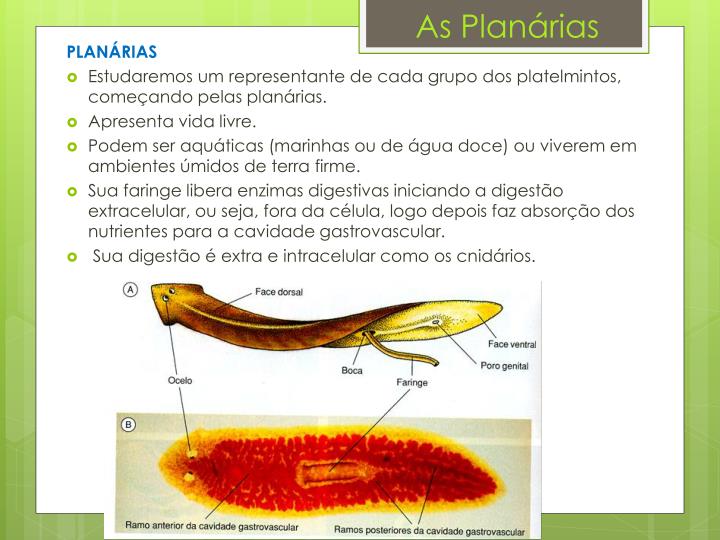 PPT Cap.8 cont. Platelmintos PowerPoint Presentation ID4910985