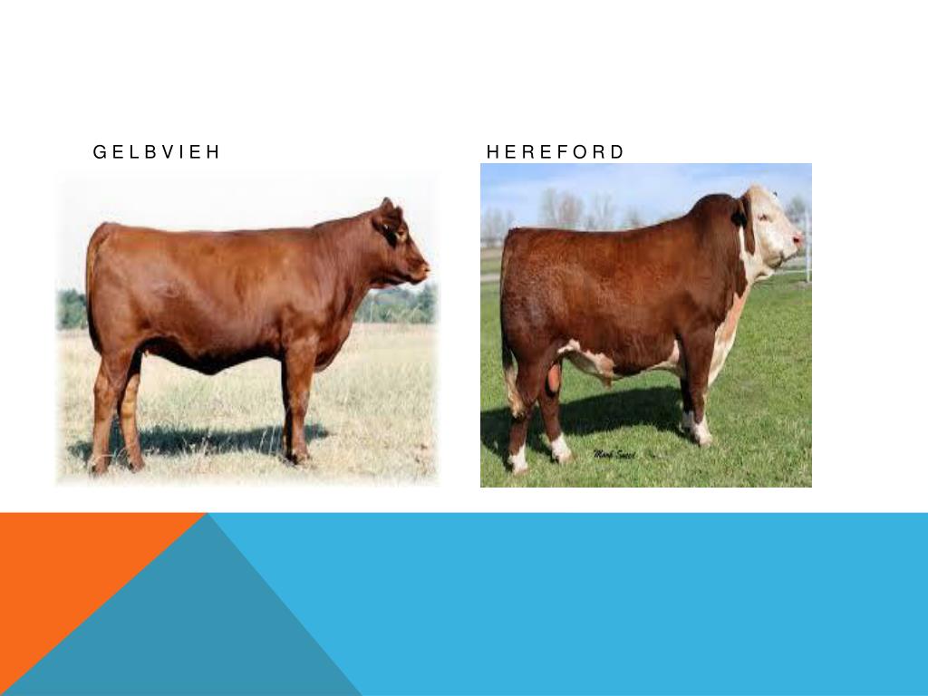 PPT LIveSTOCK CDE PowerPoint Presentation, free download ID4911663