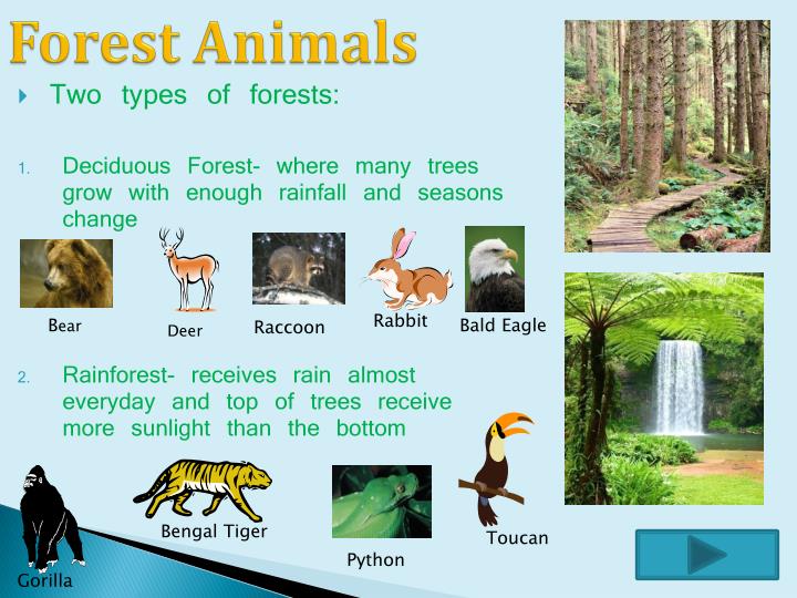 PPT Animals and Habitats PowerPoint Presentation ID4912481