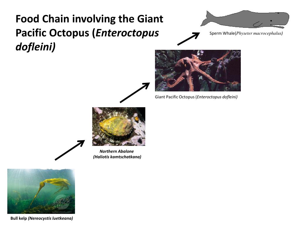 PPT Name __________________ Date _______ Period ______ Food Chain