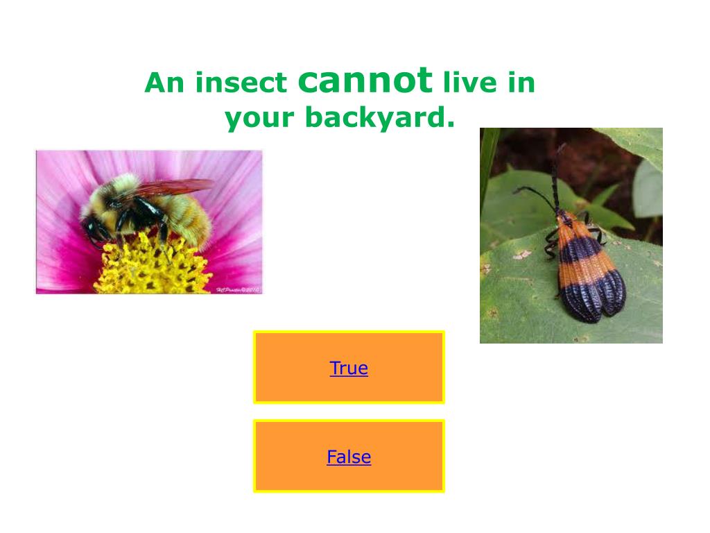 PPT Insects PowerPoint Presentation, free download ID4915285