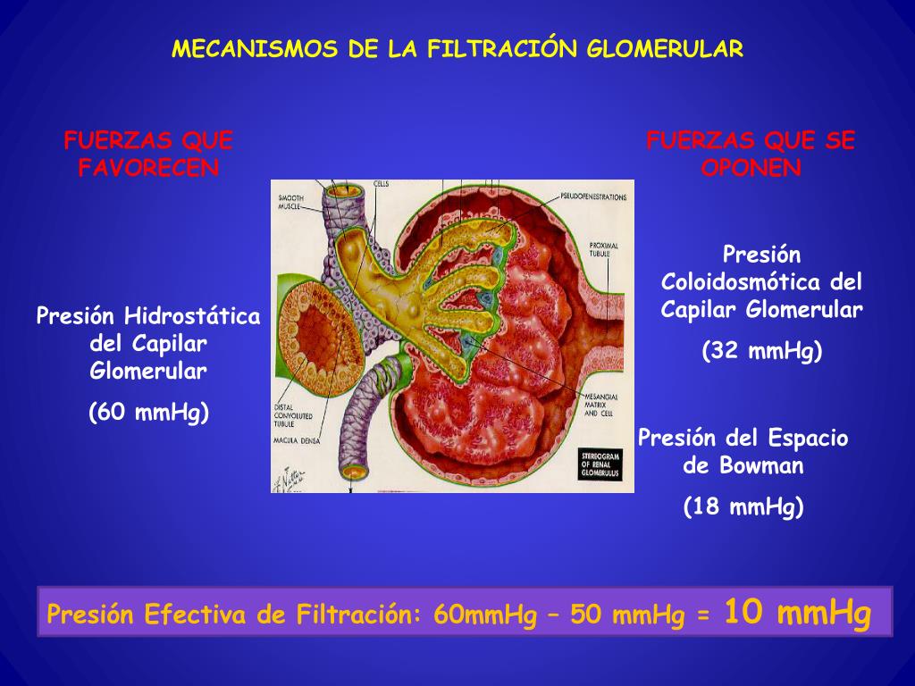 PPT FISIOLOGIA PowerPoint Presentation, free download ID4918130