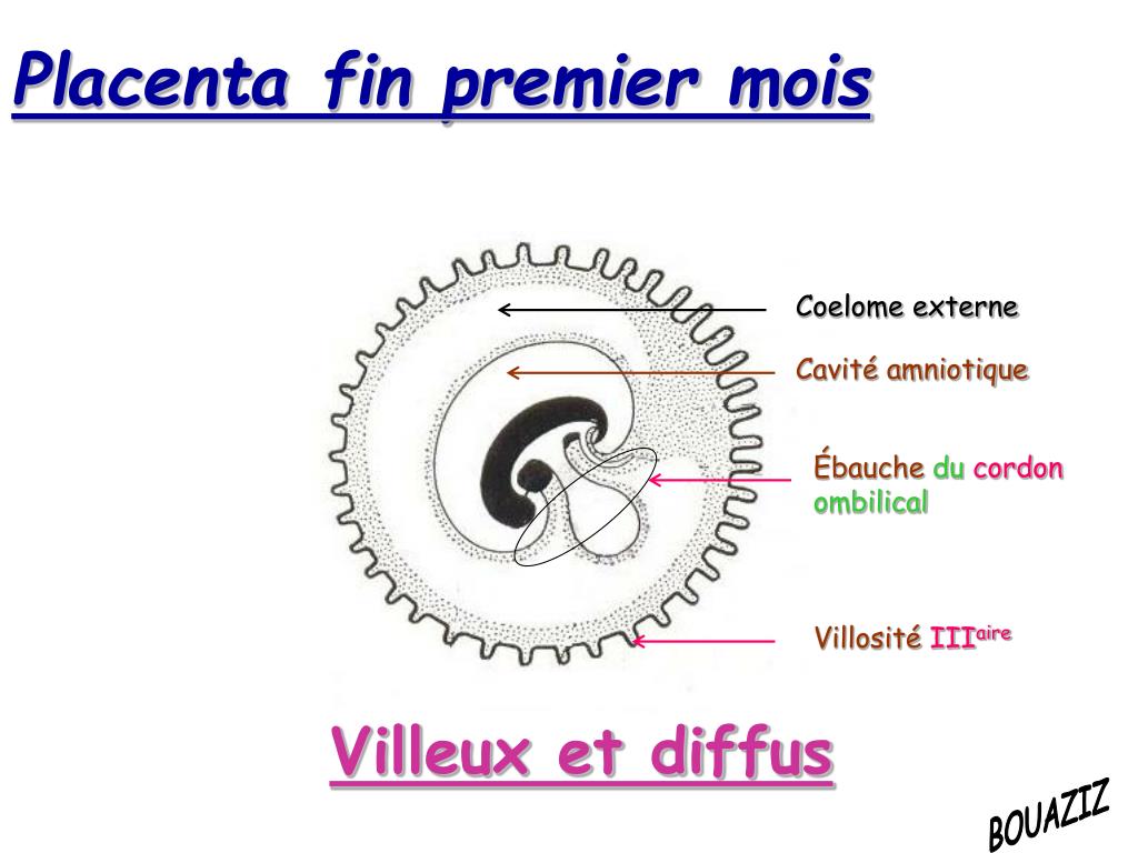 PPT Placenta PowerPoint Presentation, free download ID4919942