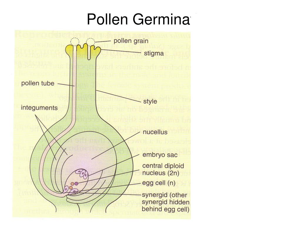 PPT Reproduction in Flowering Plants PowerPoint Presentation, free