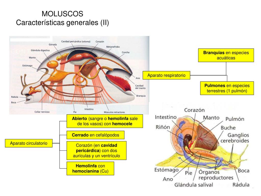 PPT Moluscos, anélidos y artrópodos CRÉDITOS PowerPoint Presentation