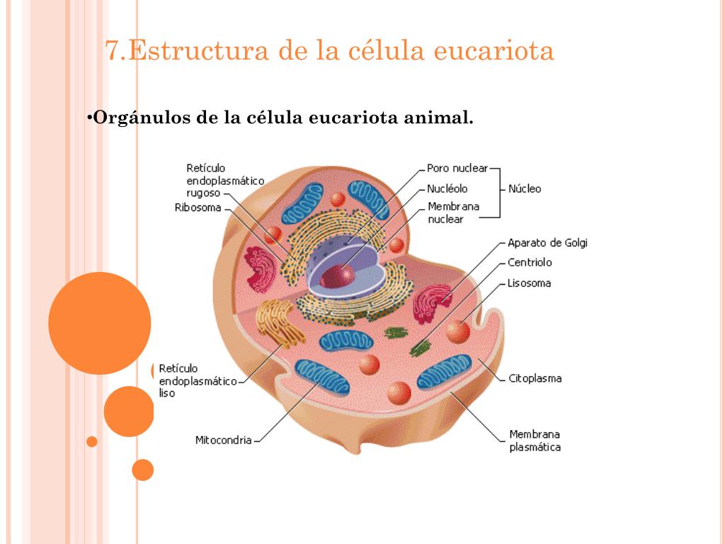 Estructura De Una Celula Eucariota Animal 2020 idea e inspiración