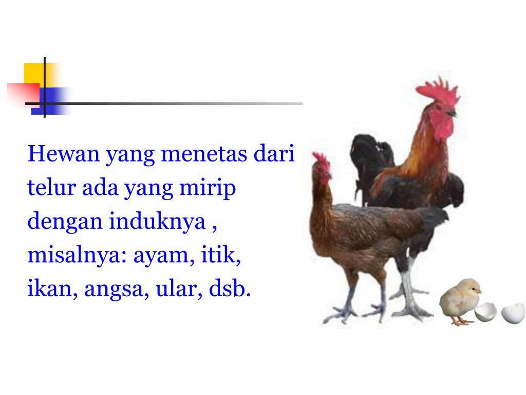 PPT PERKEMBANGBIAKAN HEWAN PowerPoint Presentation, free download