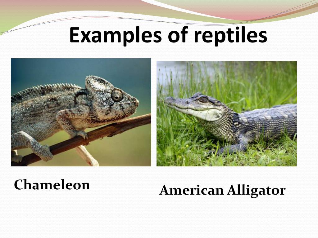 PPT ANIMALS WITH BACKBONES PowerPoint Presentation, free