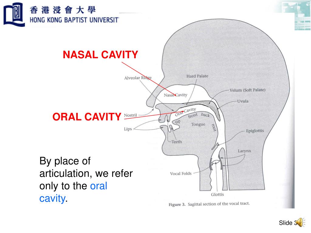 PPT Place of Articulation PowerPoint Presentation, free download ID
