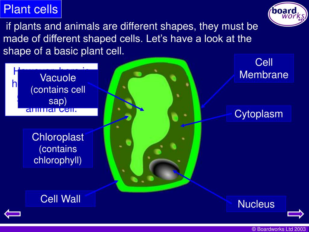 PPT Here is a picture of a plant cell and an animal cell. all living