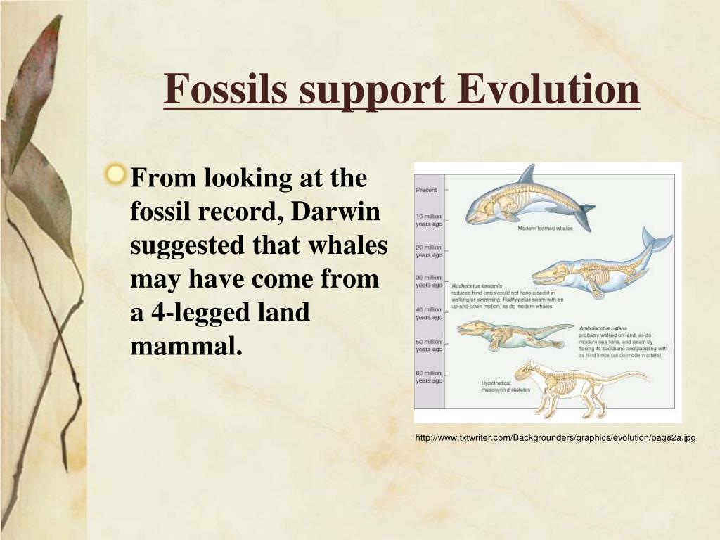 PPT Evolutionary Theory PowerPoint Presentation, free download ID