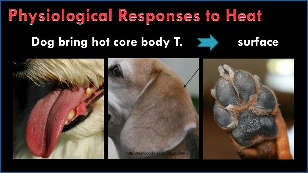 PPT Thermoregulation in dogs & pathophysiology of hyperthermia
