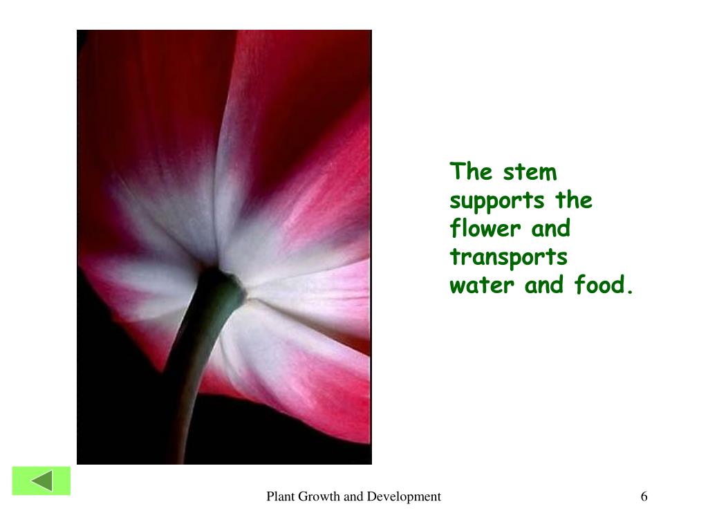 PPT The Parts of a Flower PowerPoint Presentation, free download ID